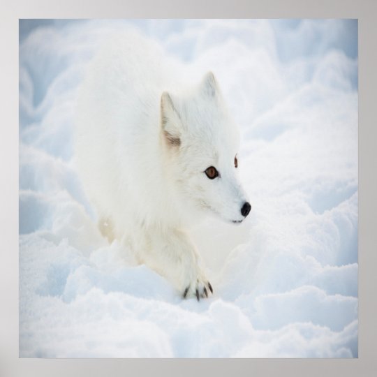 雪の中の小さな白い北極のキツネ歩く ポスター Zazzle Co Jp