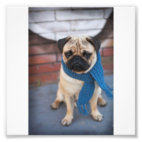 青いスカーフ 都市犬が付いているかわいいパグ犬のポートレート フォトプリント Zazzle Co Jp