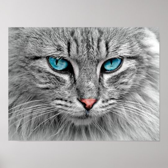青い目の猫ポスター ポスター Zazzle Co Jp
