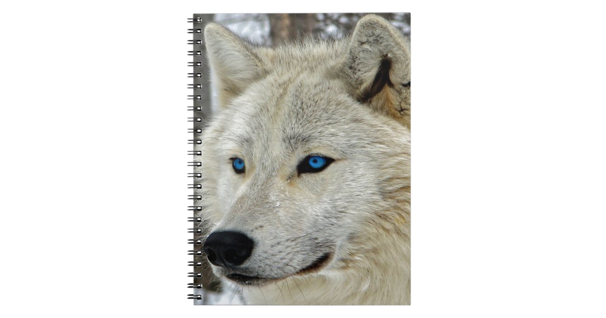 青い目の白いオオカミのノート ノートブック Zazzle Co Jp