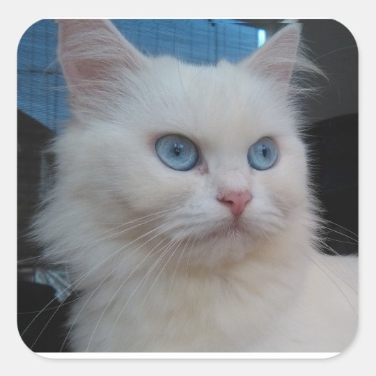青い目を持つ白い子猫猫 スクエアシール Zazzle Co Jp