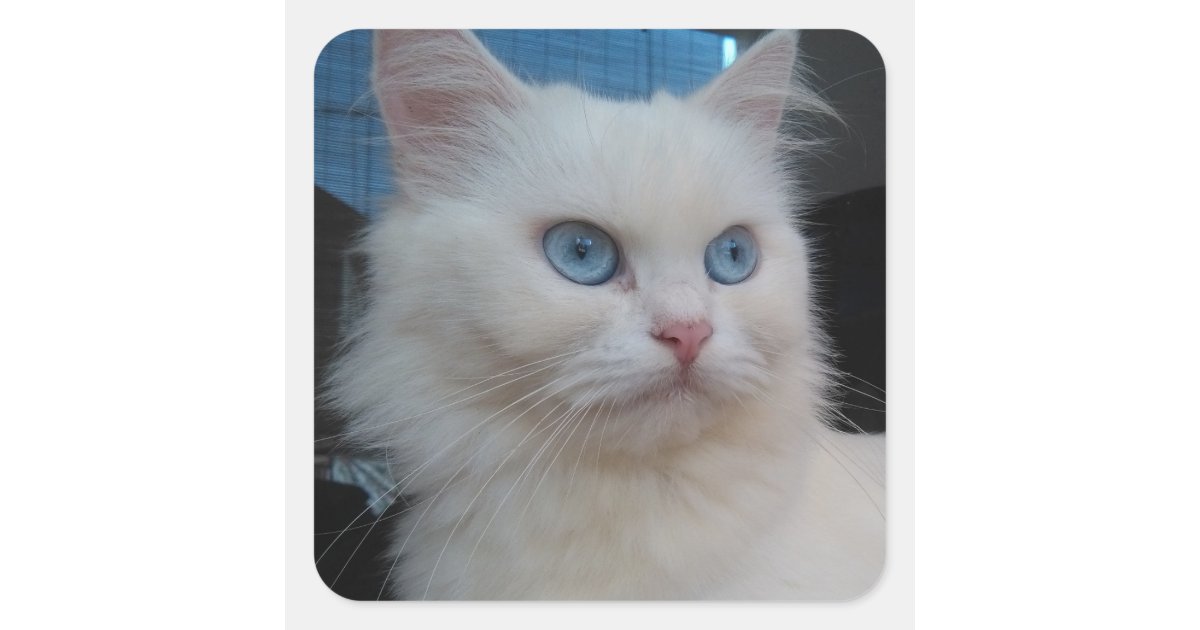 青い目を持つ白い子猫猫 スクエアシール Zazzle Co Jp