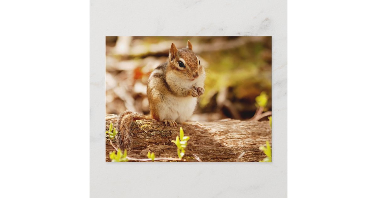 非常にかわいいシマリス ポストカード Zazzle Co Jp