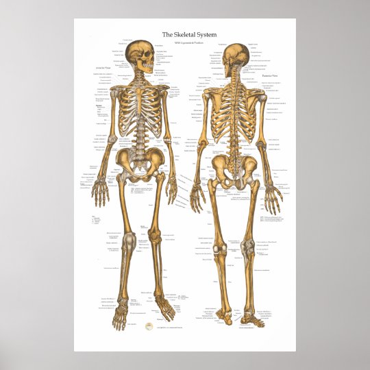 靭帯 腱が付いている人間の骨格システム図 ポスター Zazzle Co Jp