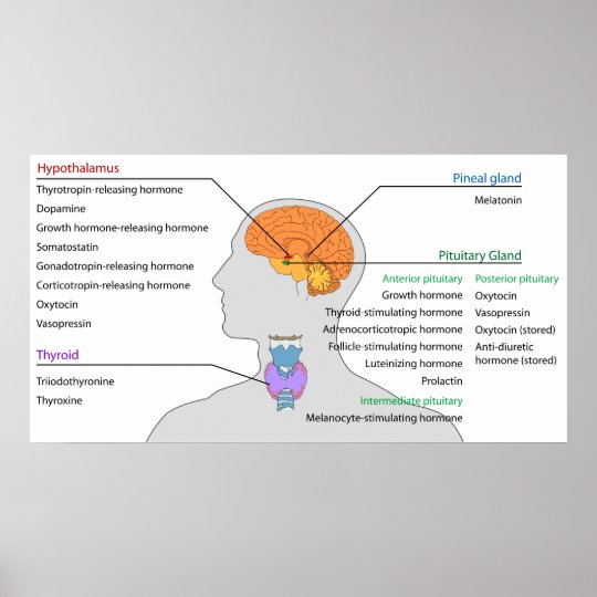 頭部および首の内分泌腺及びホルモン ポスター Zazzle Co Jp