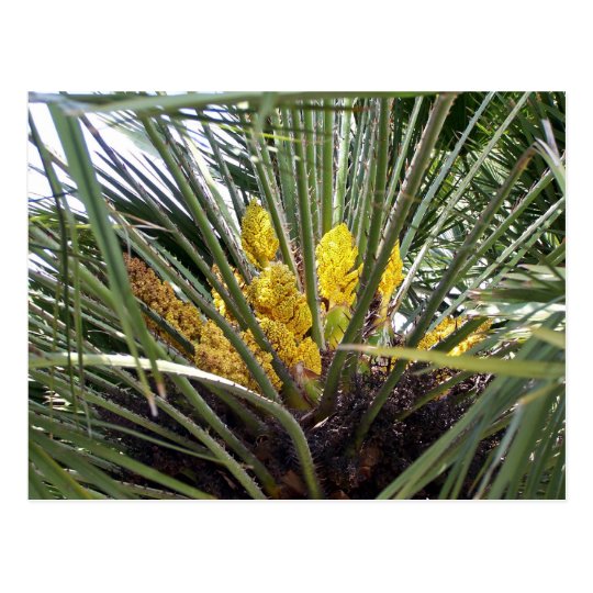 香りがよく黄色いヤシの木の花 ポストカード Zazzle Co Jp