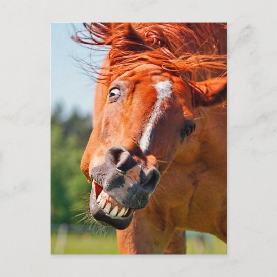 馬おもしろい笑写真 ポストカード Zazzle Co Jp