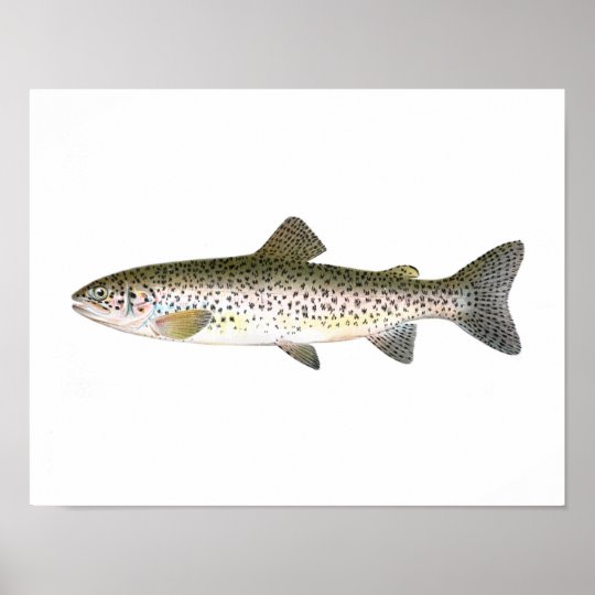 魚釣りポスター サーモンピンクマスの魚 ポスター Zazzle Co Jp