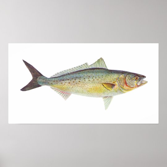魚 オーストラリアのサケ Arripisのtrutta ポスター Zazzle Co Jp