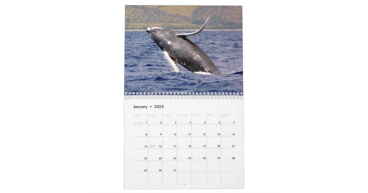 鯨写真カレンダー カレンダー Zazzle Co Jp