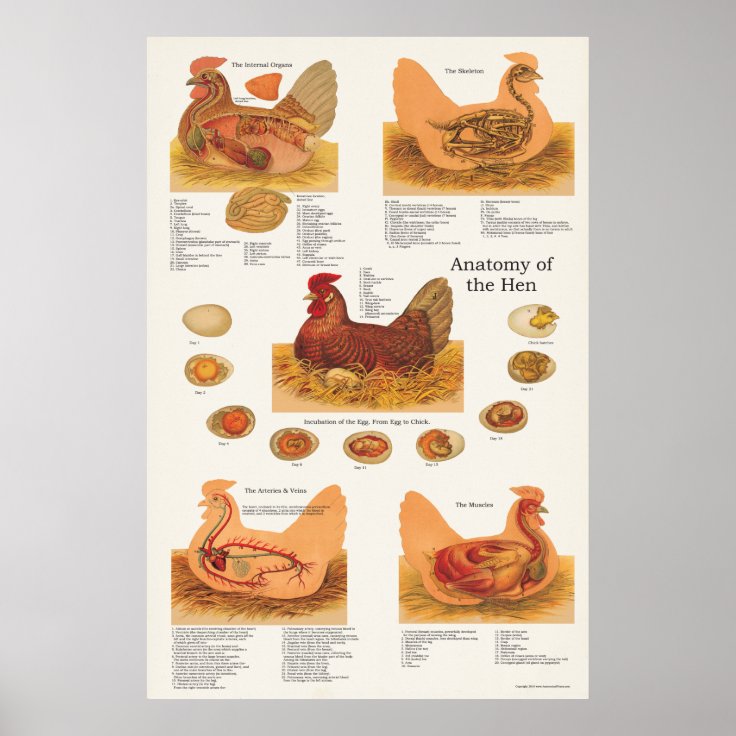 鶏の雌鶏の解剖学ポスター ポスター Zazzle Co Jp