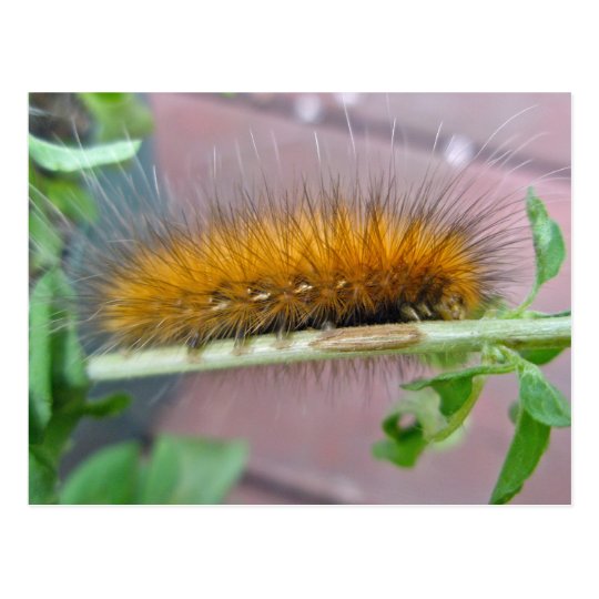 黄色いくまの幼虫のバージニア人のヒトリガ項目 ポストカード Zazzle Co Jp