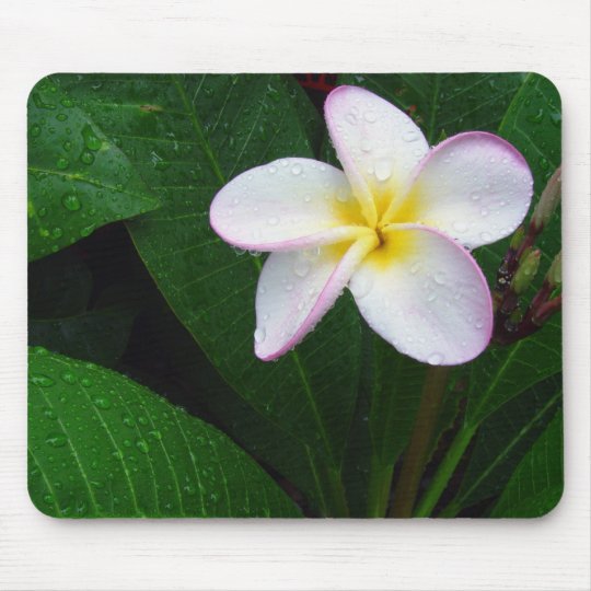 黄色及び白いハワイのプルメリアの花のマウスパッド マウスパッド Zazzle Co Jp