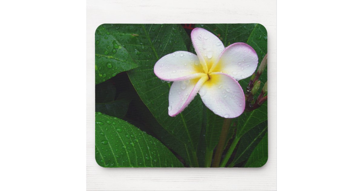 黄色及び白いハワイのプルメリアの花のマウスパッド マウスパッド Zazzle Co Jp 黄色及び白いハワイのプルメリアの花のマウスパッド マウスパッド Zazzle Co Jp