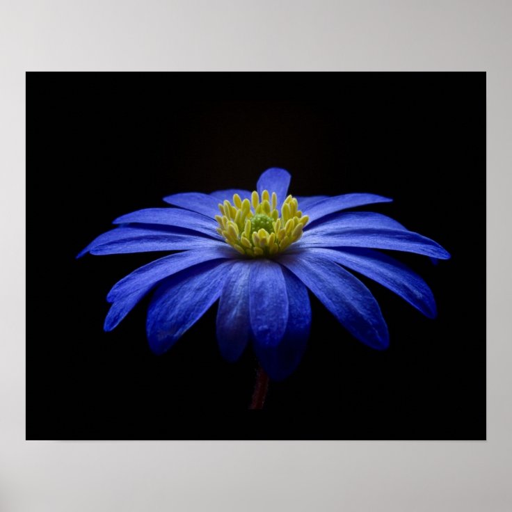 黒い背景の青デイジーのガーベラの花 ポスター Zazzle Co Jp 黒い背景の青デイジーのガーベラの花 ポスター Zazzle Co Jp