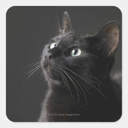 黒い背景 クローズアップに対する黒猫 スクエアシール Zazzle Co Jp