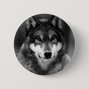 白い オオカミ缶バッジ Zazzle Co Jp