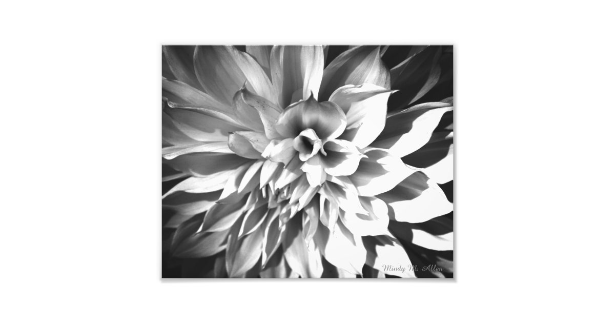 黒く及び白い菊のプリント8 X 10 フォトプリント Zazzle Co Jp