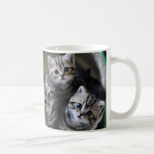 ３匹のアメリカンショートヘアの子猫たち マグカップ コーヒーマグカップ Zazzle Co Jp