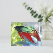 Β魚 ポストカード (スタンド正面)