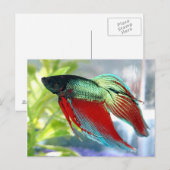 Β魚 ポストカード (正面/裏面)