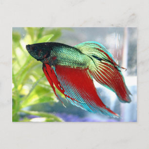 Β魚 ポストカード