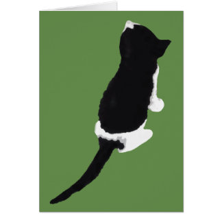 Μυξα/Myxa (Zakynthosからの子ネコ)