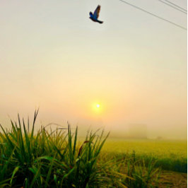 ਨਾਨਕ ਨਾਮ ਚੜ੍ਹਦੀ ਕਲਾ ॥ ਤੇਰੇ ਭਾਣੇ ਸਰਬੱਤ ਦਾ ਭਲਾ ॥ ポスター