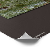 あぁ…キツネ ポスター (角)