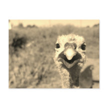 ああ…こんにちは!-ポストカード