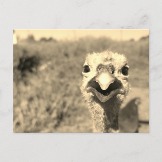 ああ…こんにちは!-ポストカード ポストカード (正面)