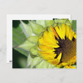 ああ！ひまわりは生まれ好い ポストカード (正面/裏面)