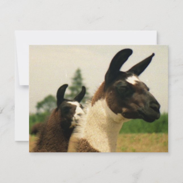 ああ、ラマaaa (正面)