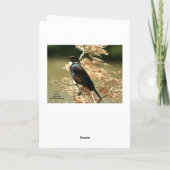 あいさつ空白のきカード: NZ Tui Bird カード (裏面)