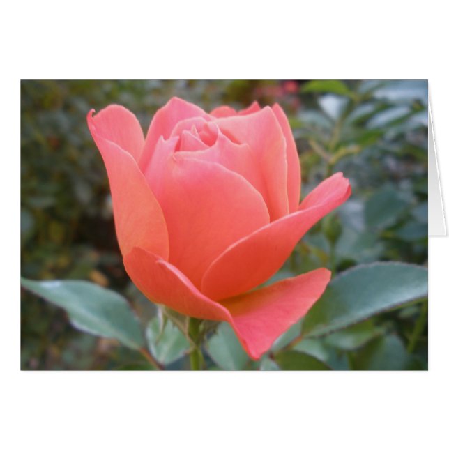 あいさつ空白のカードの内側 (正面横)