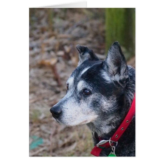 あいさつ空白のカード (正面)