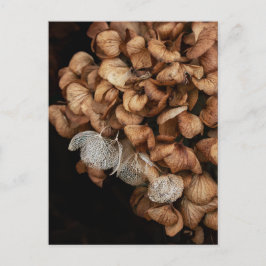 あおぎあさい ポストカード