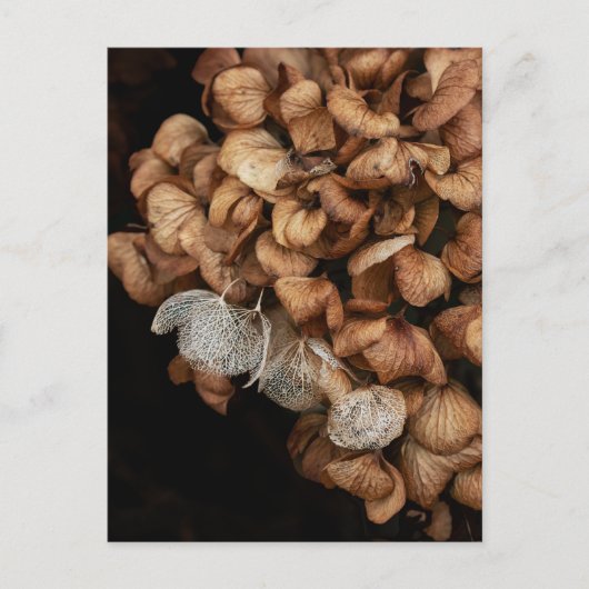 あおぎあさい ポストカード (正面)