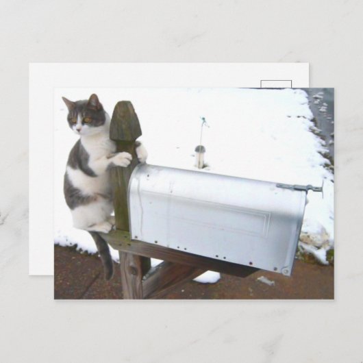 あくびく疲れた子猫のかわいいおもしろいはがき ポストカード (正面/裏面)