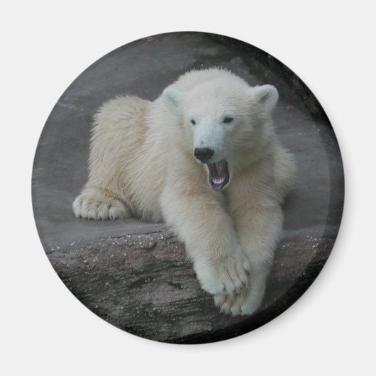あくびするホッキョクグマの赤ちゃん マグネット (正面)