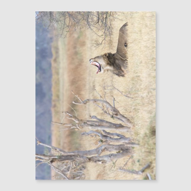 あくびするライオン (正面)