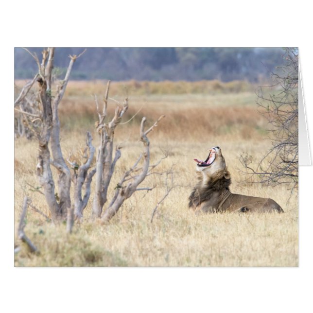 あくびするライオン (正面横)