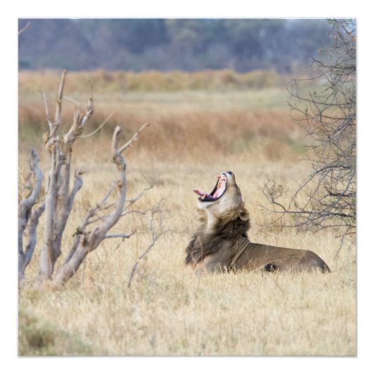 あくびするライオン ポスター (正面)