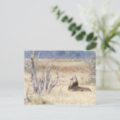 あくびするライオン ポストカード (スタンド正面)