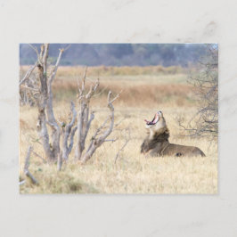 あくびするライオン ポストカード