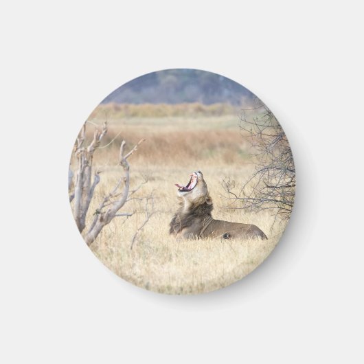 あくびするライオン マグネット (正面)