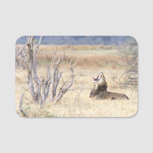 あくびするライオン 名札 (正面)