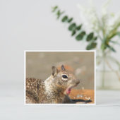あくびするリス葉書 ポストカード (スタンド正面)