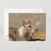 あくびするリス葉書 ポストカード (正面/裏面)