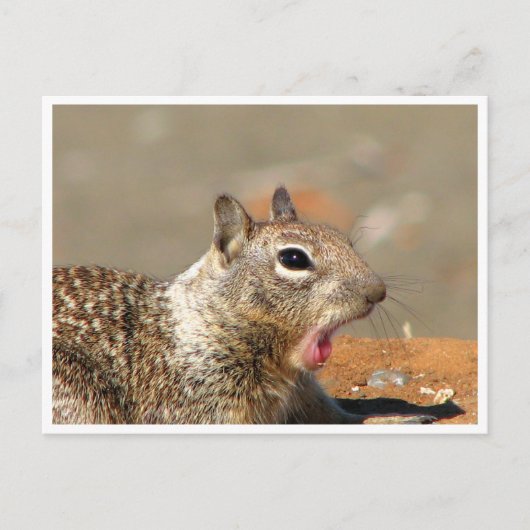 あくびするリス葉書 ポストカード (正面)